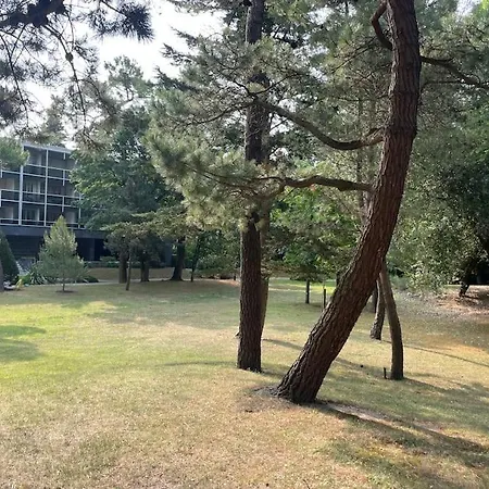 Vue : La Canopée à *